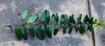 Attēlu rezultāti vaicājumam “Conardia compacta macro”