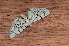 Attēlu rezultāti vaicājumam “Eupithecia venosata”