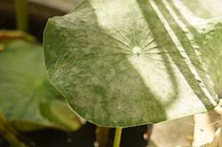 Attēlu rezultāti vaicājumam “Erysiphe galeopsidis”