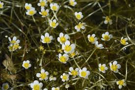 Attēlu rezultāti vaicājumam “Batrachium”