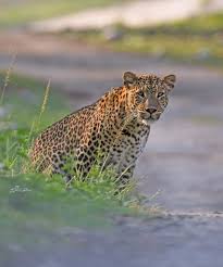 Image result for Rayleigh boys under 7's Leopards- need a Goalie!