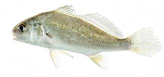 Image result for Aplodinotus grunniens