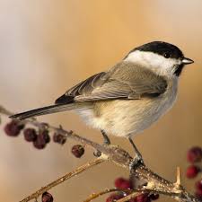 Attēlu rezultāti vaicājumam “Poecile montanus”