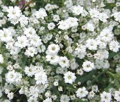 Attēlu rezultāti vaicājumam “Gypsophila fastigiata flower”