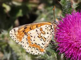 Attēlu rezultāti vaicājumam “Melitaea didyma male”