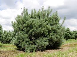 Attēlu rezultāti vaicājumam “Pinus sylvestris var. turfosa”