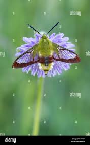 Attēlu rezultāti vaicājumam “Hemaris fuciformis”