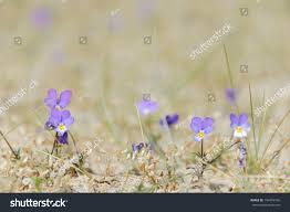 Attēlu rezultāti vaicājumam “Viola tricolor subsp. curtisii flower”