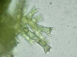 Attēlu rezultāti vaicājumam “Thuidium delicatulum sporophyte”