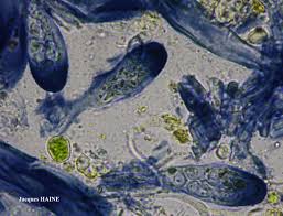Attēlu rezultāti vaicājumam “Caloplaca scopularis”