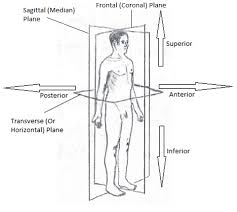 Image result for body midline