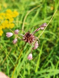 Attēlu rezultāti vaicājumam “Allium oleraceum flower”