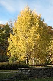 Attēlu rezultāti vaicājumam “Larix sibirica”