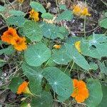 Image result for Tropaeolum minus