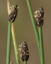 Attēlu rezultāti vaicājumam “Eleocharis uniglumis leaf”