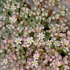 Attēlu rezultāti vaicājumam “Sedum pallidum flower”