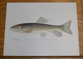 Image result for Catostomus commersonii