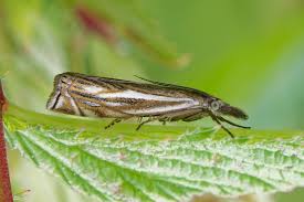 Attēlu rezultāti vaicājumam “Crambus lathoniellus”