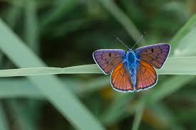 Attēlu rezultāti vaicājumam “Lycaena alciphron underside”