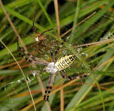 Attēlu rezultāti vaicājumam “Argiope bruennichi female”