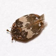 Attēlu rezultāti vaicājumam “Anthrenus sp. imago”