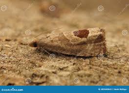 Attēlu rezultāti vaicājumam “Notocelia uddmanniana”