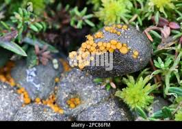 Attēlu rezultāti vaicājumam “Cheilymenia stercorea”