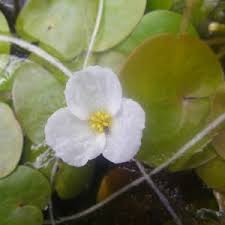 Attēlu rezultāti vaicājumam “Hydrocharis morsus-ranae bud”