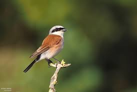 Attēlu rezultāti vaicājumam “Lanius collurio male”