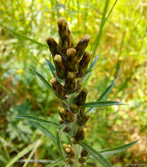 Attēlu rezultāti vaicājumam “Gnaphalium sylvaticum”