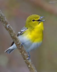 Image result for Vireo flavifrons