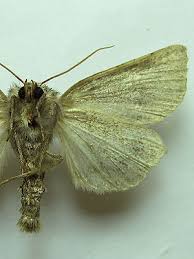 Attēlu rezultāti vaicājumam “Chortodes fluxa”