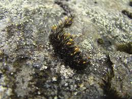 Attēlu rezultāti vaicājumam “Tritomaria exsecta macro”