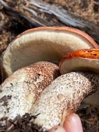 Attēlu rezultāti vaicājumam “Leccinum”