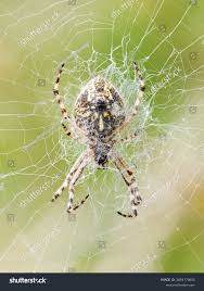 Attēlu rezultāti vaicājumam “Aculepeira ceropegia”