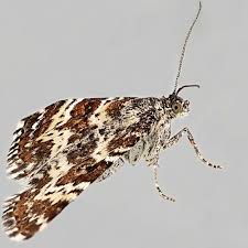 Attēlu rezultāti vaicājumam “Epirhoe tristata”