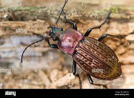 Attēlu rezultāti vaicājumam “Carabus cancellatus”