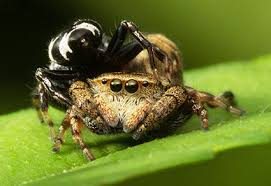 Attēlu rezultāti vaicājumam “Aranei”