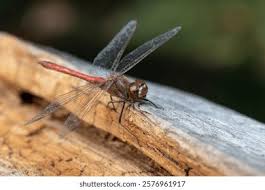 Attēlu rezultāti vaicājumam “Sympetrum vulgatum male”