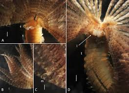 Attēlu rezultāti vaicājumam “Belbodamaeus sp.”