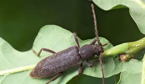 Attēlu rezultāti vaicājumam “Cribraria languescens”