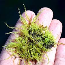 Attēlu rezultāti vaicājumam “Campylium protensum”