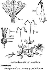 Attēlu rezultāti vaicājumam “Linnaea borealis”