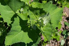 Attēlu rezultāti vaicājumam “Chenopodium bonus-henricus leaf”