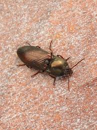 Attēlu rezultāti vaicājumam “Selatosomus aeneus”