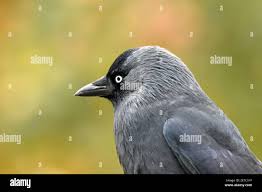 Attēlu rezultāti vaicājumam “Corvus monedula adult”