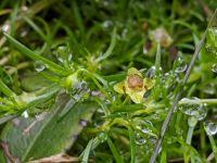 Attēlu rezultāti vaicājumam “Sagina procumbens fruit”