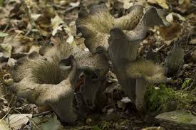 Attēlu rezultāti vaicājumam “Craterium leucocephalum var. scyphoides”