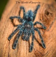 Attēlu rezultāti vaicājumam “Badhamia versicolor”