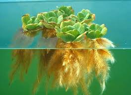 Attēlu rezultāti vaicājumam “Pistia stratiotes”